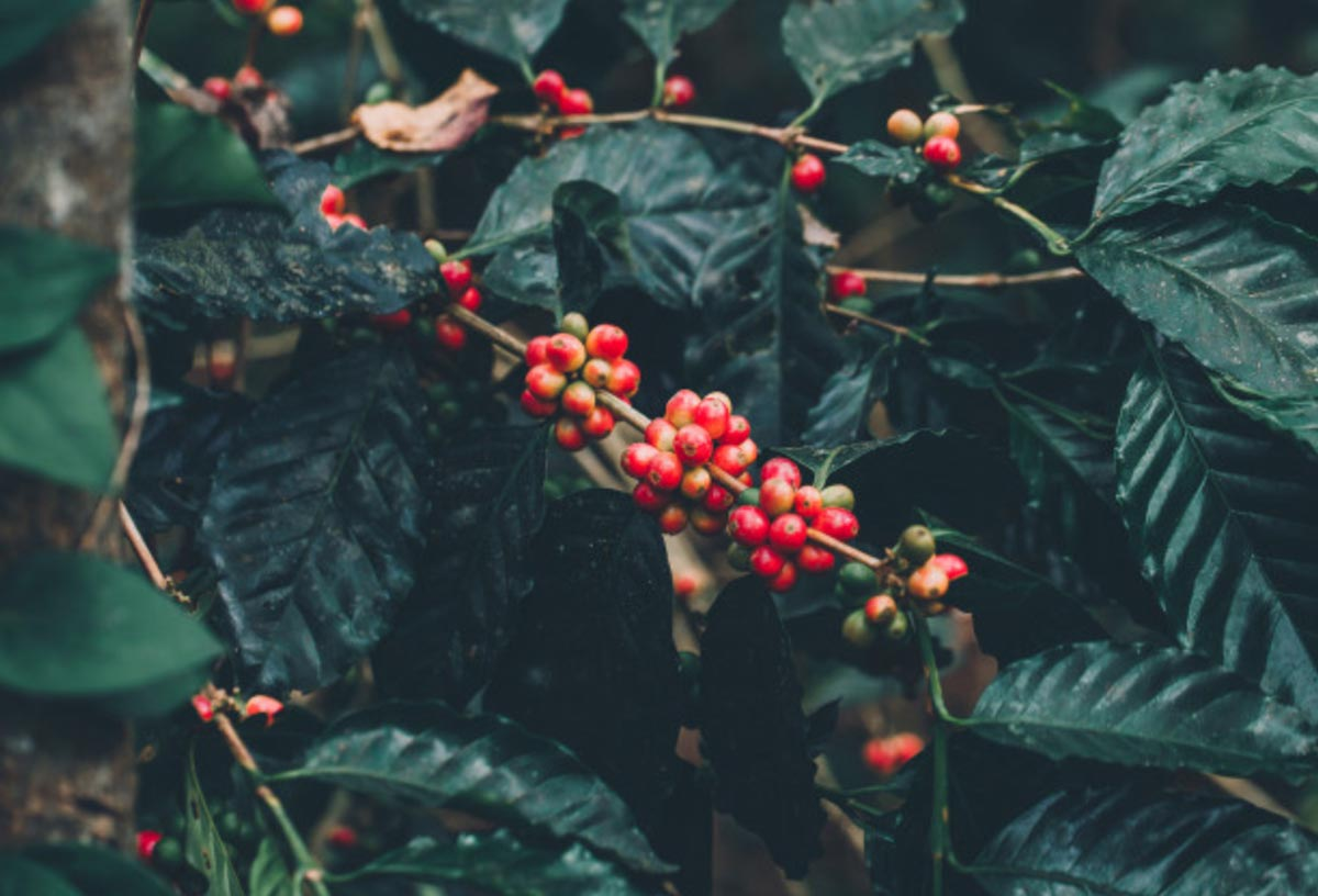 KAHVE ÇEKİRDEKLERİ